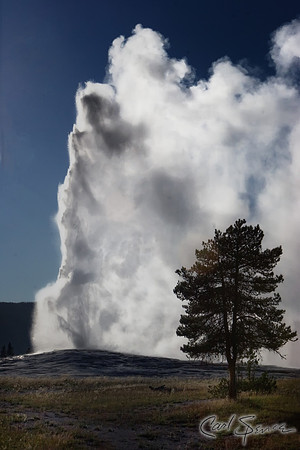 Old Faithful with Tree. - Yellowstone National Park