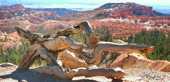 Deadwood at Bryce Canyon National Park