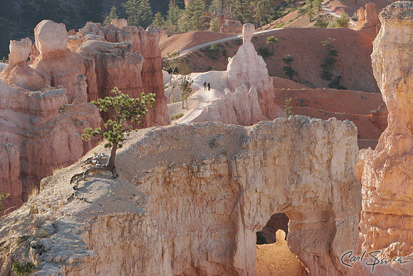 Bryce Bumps