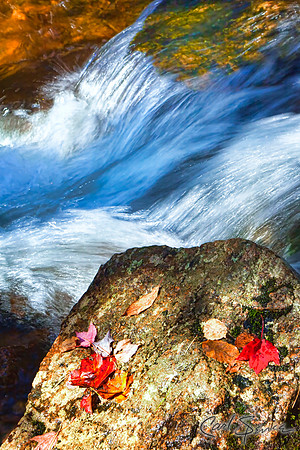 Rocks and leaves - Acadia National Park