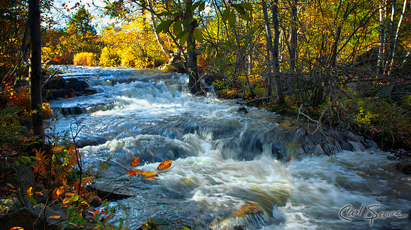 Stream in Autumn - Acadia NP