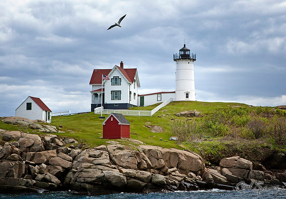 Cape Neddick Light with Seagull