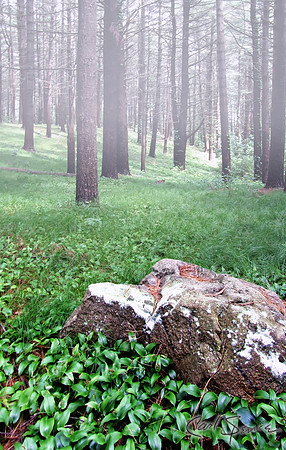 Foggy Woods